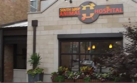 South loop animal hospital - GoodVets West Loop, which opened in January 2019, is a full-service general practice animal hospital in the West Loop district of Chicago. They offer general health, basic and advanced surgery, emergency treatment, internal medicine, and much more. ... Since 2009, South Loop Animal Hospital, or SLAH, has served the south loop and …